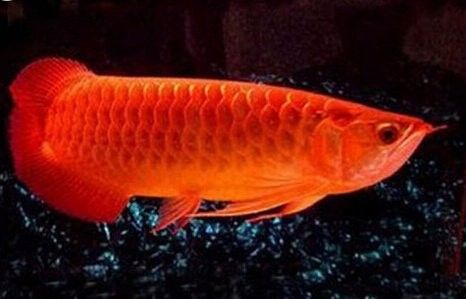 阿拉善紅龍魚屬于什么檔次 阿拉善紅龍魚屬于什么檔次 觀賞魚百科 第10張
