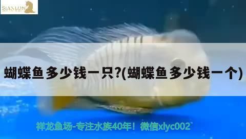 蝴蝶魚多少錢一只?(蝴蝶魚多少錢一個)