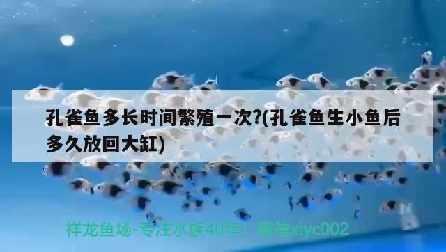 孔雀魚多長時間繁殖一次?(孔雀魚生小魚后多久放回大缸)