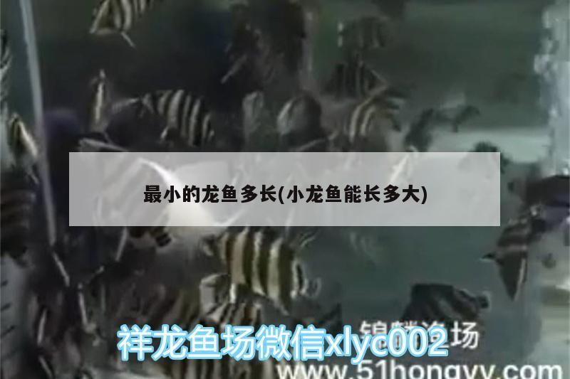最小的龍魚多長(小龍魚能長多大)