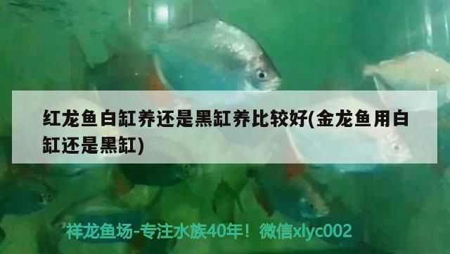 紅龍魚白缸養(yǎng)還是黑缸養(yǎng)比較好(金龍魚用白缸還是黑缸) 紅龍魚白缸養(yǎng)還是黑缸養(yǎng)比較好(金龍魚用白缸還是黑缸) 觀賞魚百科