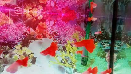 紅龍米特拉是頂級(jí)嗎（養(yǎng)殖紅龍魚需要注意什么？）