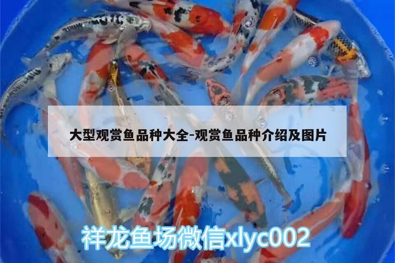 大型觀賞魚品種大全:觀賞魚品種介紹及圖片