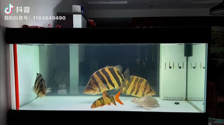 來自大虎魚的壓迫感！