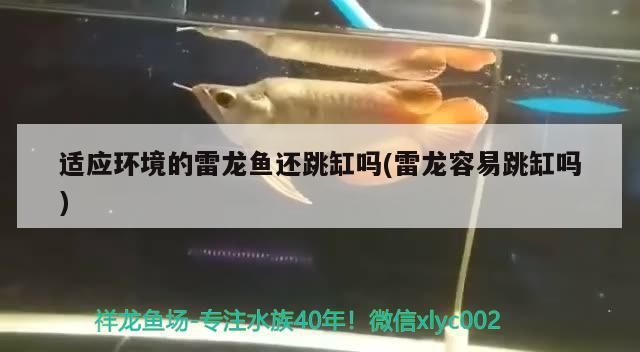 適應(yīng)環(huán)境的雷龍魚還跳缸嗎(雷龍容易跳缸嗎)