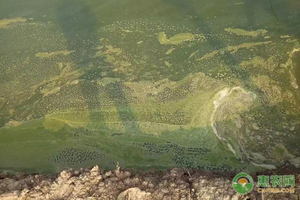 紅眼銀龍魚多少錢：關于紅眼銀龍魚的問題