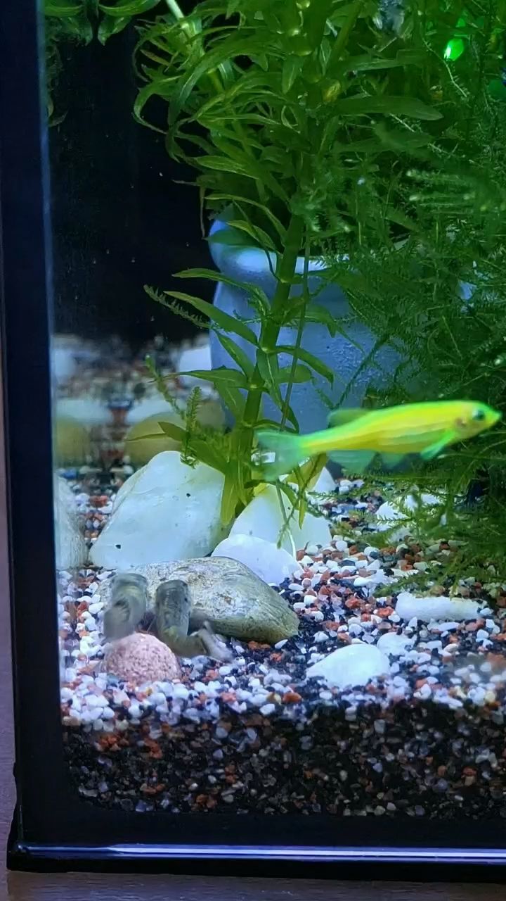 紅龍魚用黃燈烤有用嗎 吃瓜啦 龍魚論壇 吃瓜啦 吃瓜啦 龍魚論壇