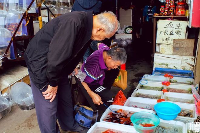 芳村花鳥魚蟲市場新址規劃圖：廣州芳村花鳥魚蟲市場新址規劃