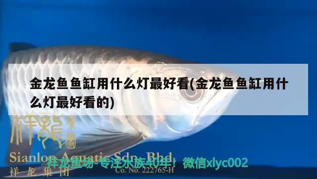 金龍魚魚缸用什么燈最好看(金龍魚魚缸用什么燈最好看的) 金龍魚魚缸用什么燈最好看(金龍魚魚缸用什么燈最好看的) 觀賞魚百科