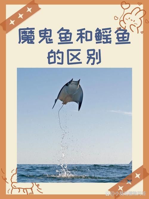 詳細(xì)閱讀:鰩魚圖片 鰩魚圖片