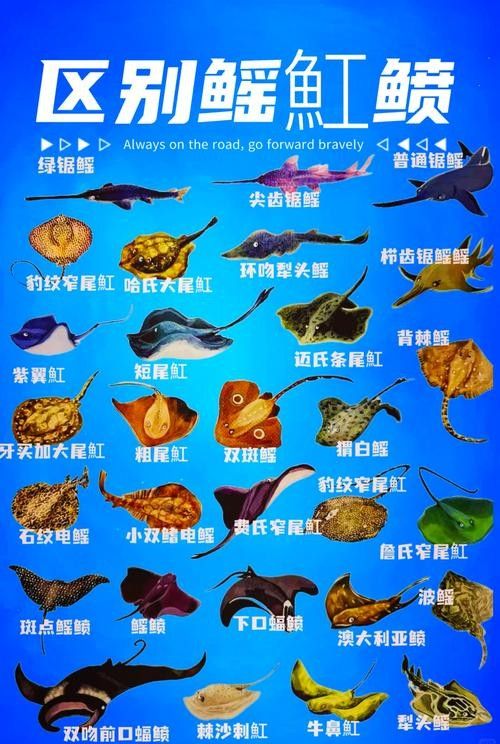 鰩魚圖片