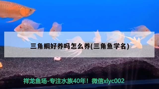 三角鯛好養嗎怎么養(三角魚學名)
