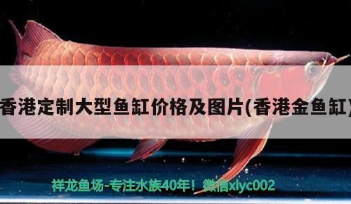 香港定制大型魚缸價格及圖片(香港金魚缸)