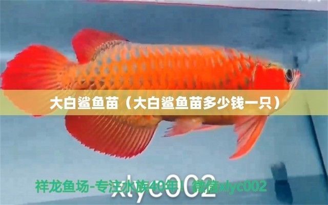 如何判斷大白鯊魚苗健康，大白鯊魚苗的健康狀態是評估其養殖成功與否的關鍵因素