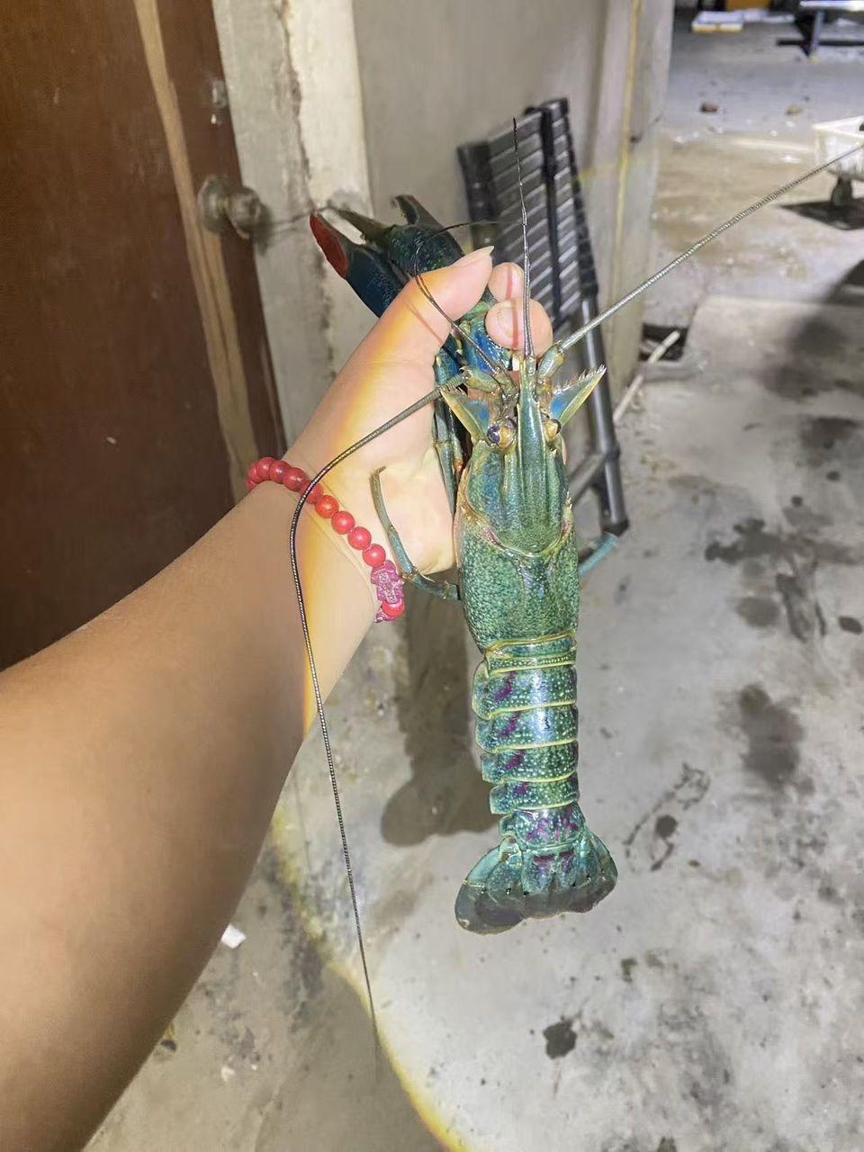 澳龍小青龍
