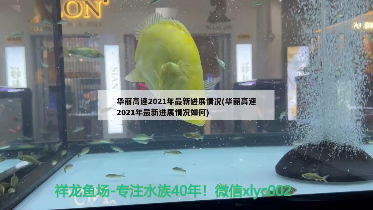 華麗高速2021年最新進展情況(華麗高速2021年最新進展情況如何)