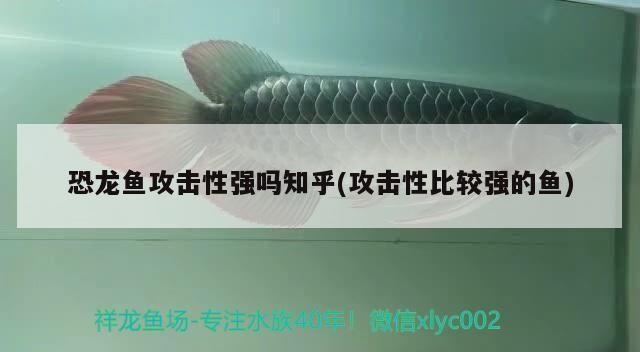 恐龍魚攻擊性強嗎知乎(攻擊性比較強的魚)