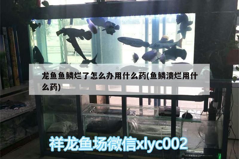 龍魚魚鱗爛了怎么辦用什么藥(魚鱗潰爛用什么藥) 龍魚魚鱗爛了怎么辦用什么藥(魚鱗潰爛用什么藥) 觀賞魚百科