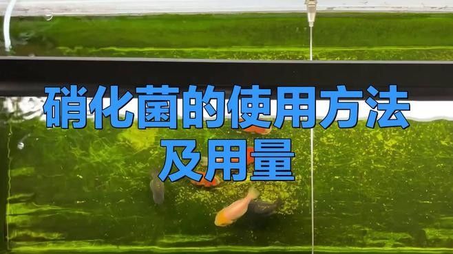 研究龍魚硝化菌澄清劑