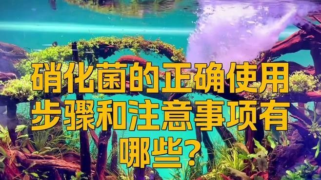 研究龍魚硝化菌澄清劑