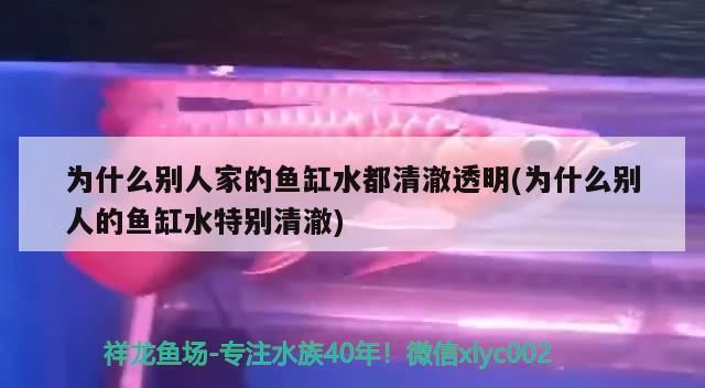 魚缸一定要打氧氣嗎（魚缸到底用不用打氧）