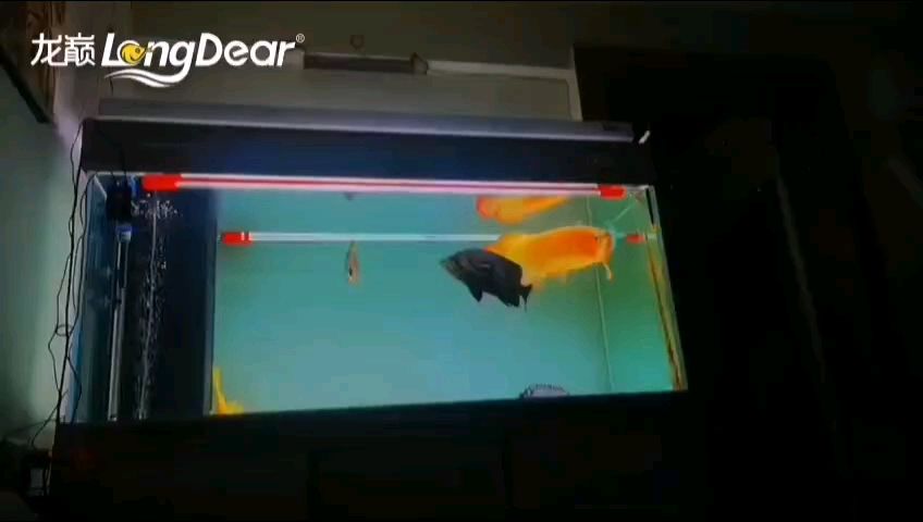 轉(zhuǎn)發(fā)943 轉(zhuǎn)發(fā)943 龍魚論壇