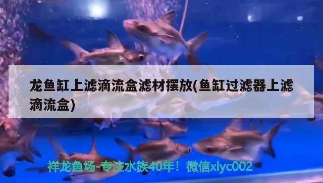 龍魚缸上濾滴流盒濾材擺放(魚缸過濾器上濾滴流盒)