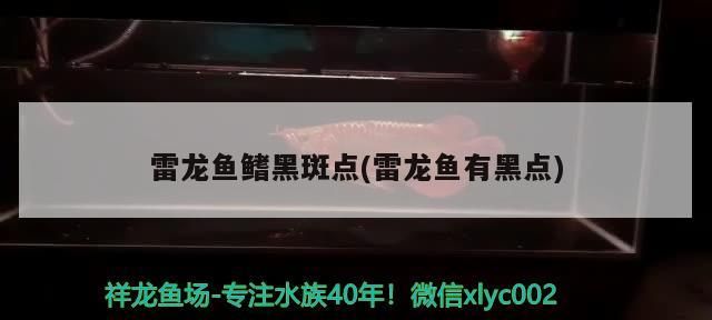雷龍魚鰭黑斑點(diǎn)(雷龍魚有黑點(diǎn))