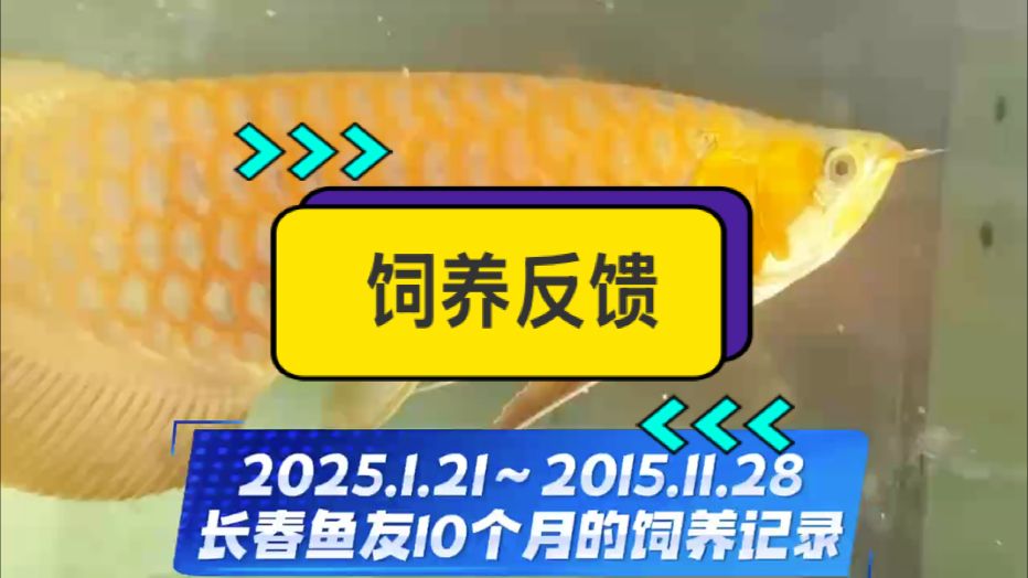 感謝長春魚友超超超用心的小紅龍成長記錄???? 從2025.1.21日入缸，到2025.11.28日全程不定期記錄???????? 10個月無燈飼養(yǎng)，發(fā)色可超越正常烤燈的龍魚個體。 飼養(yǎng)過程中，鰭尾一直在拉大，更是超出預(yù)期?? 這位魚友是一位龍魚超級發(fā)燒友，有自己的小魚房，很多魚缸，玩過很多很多的紅龍～ 飼養(yǎng)對比之后的認(rèn)可是對我們最大的鼓勵！#萬隆天王紅龍 #龍魚 #紅龍 #觀賞魚