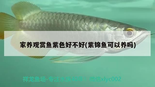 家養觀賞魚紫色好不好(紫錦魚可以養嗎)