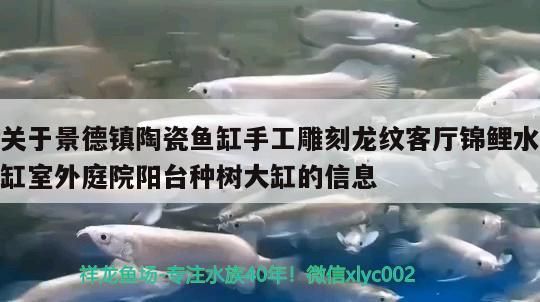 關于景德鎮陶瓷魚缸手工雕刻龍紋客廳錦鯉水缸室外庭院陽臺種樹大缸的信息