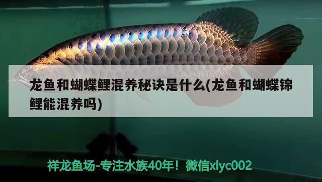 龍魚和蝴蝶鯉混養秘訣是什么(龍魚和蝴蝶錦鯉能混養嗎)