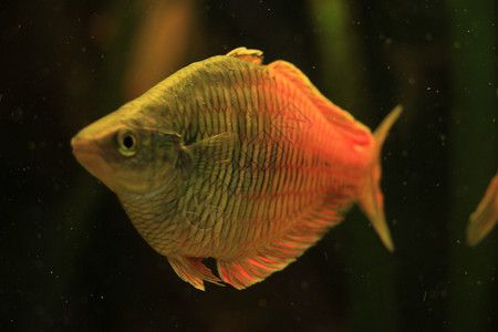吉林市觀賞魚批發(fā)市場（吉林市觀賞魚批發(fā)市場地址）