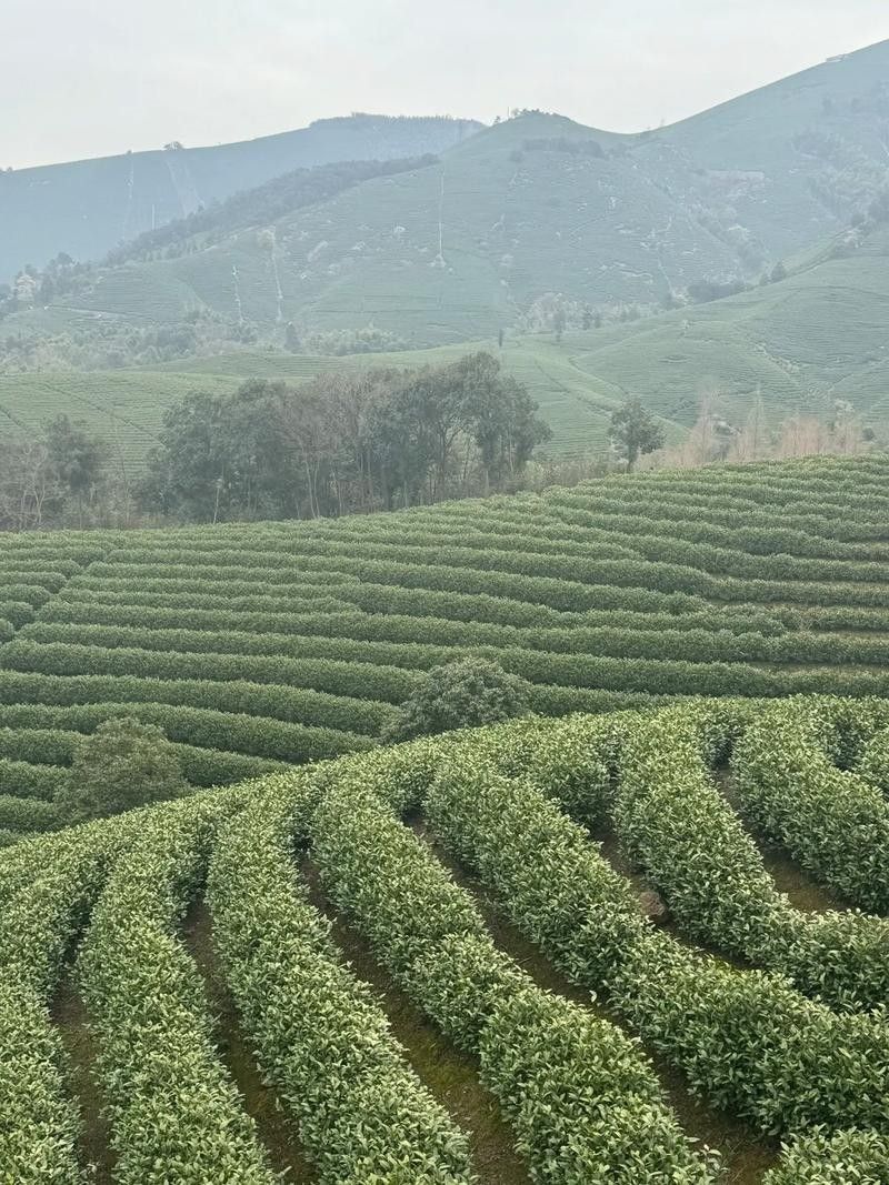 安吉溪龍鄉 安吉溪龍鄉 觀賞魚百科 第4張