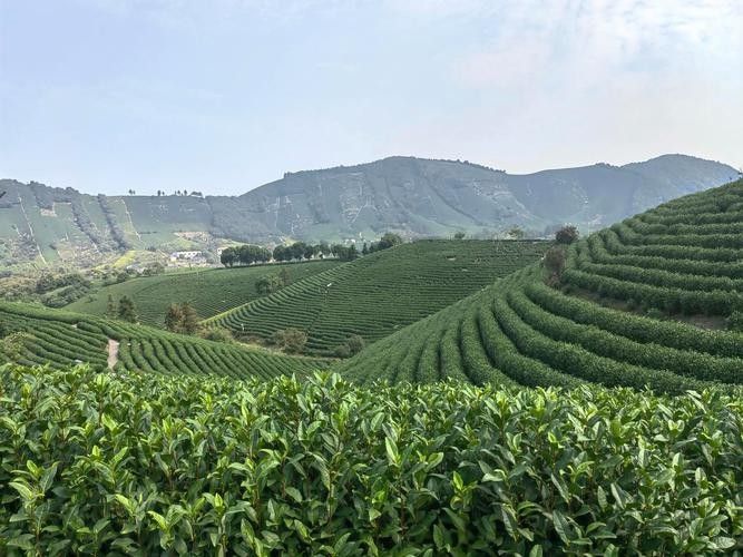 安吉溪龍鄉 安吉溪龍鄉 觀賞魚百科 第3張