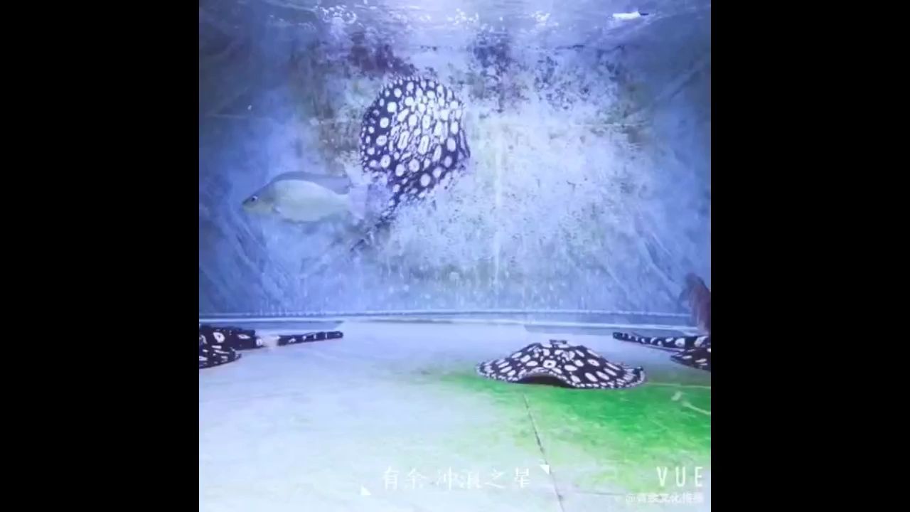 婁底水族批發市場在哪里有賣 婁底水產市場在哪里