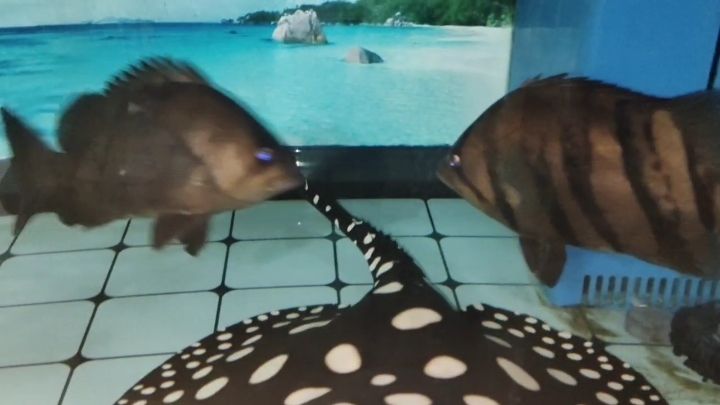 怎樣讓虎魚變明 怎樣讓虎魚變明 龍魚論壇