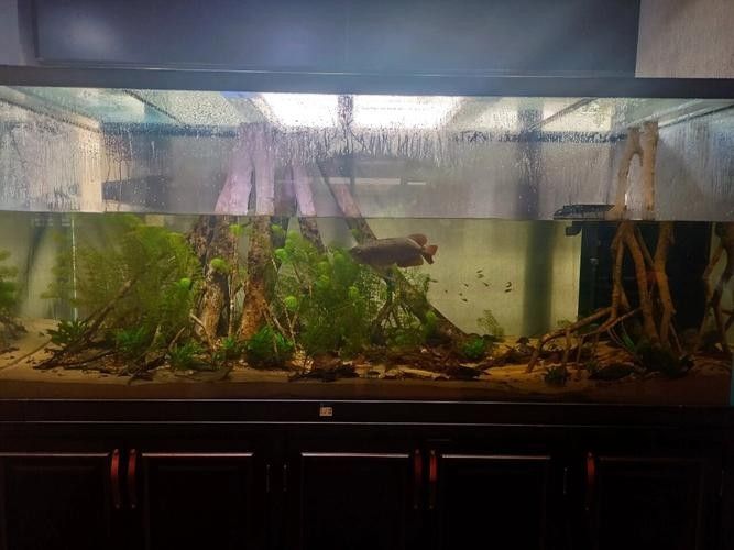 倉龍魚長什么樣子圖片