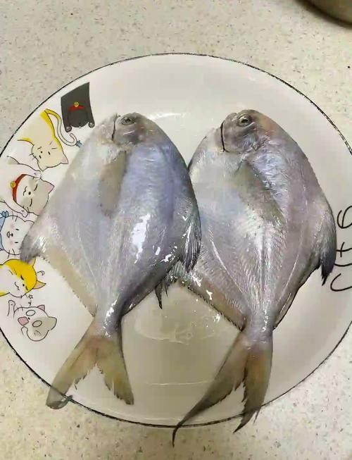 倉龍魚長什么樣子圖片