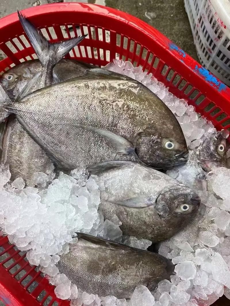 倉龍魚長什么樣子圖片