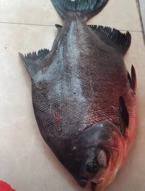 倉龍魚長什么樣子圖片