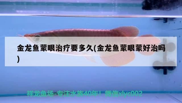 金龍魚蒙眼治療要多久(金龍魚蒙眼蒙好治嗎)