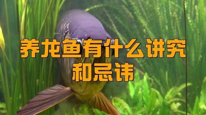 養(yǎng)龍魚的吉利口訣