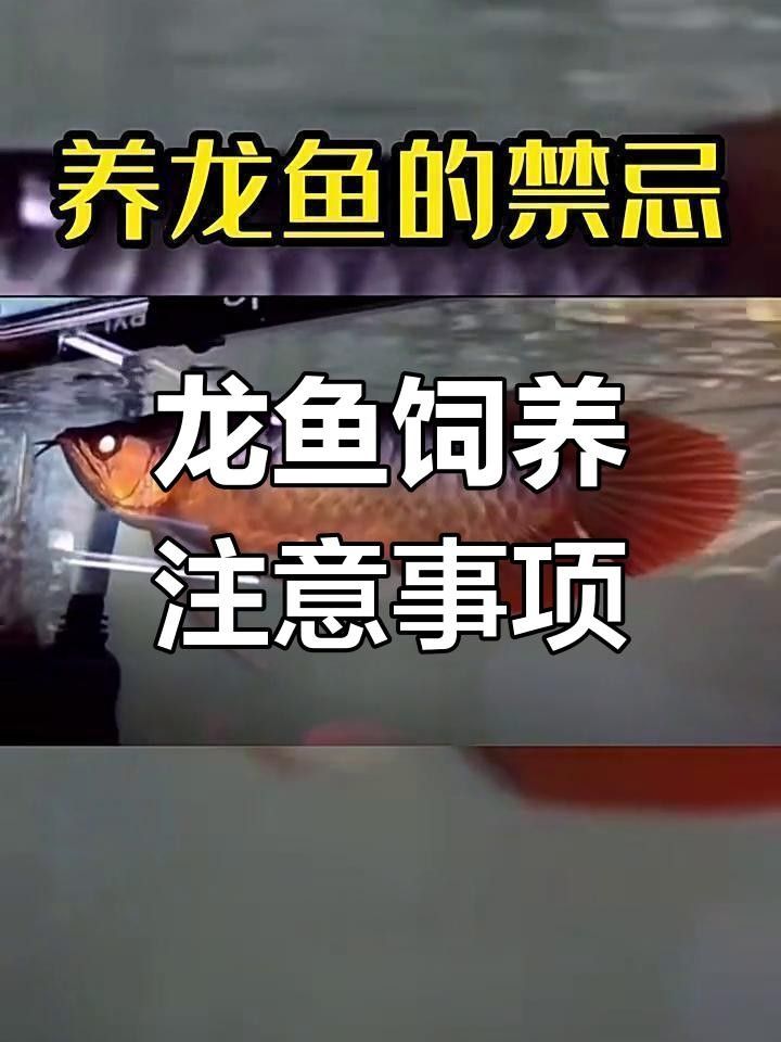 養(yǎng)龍魚的吉利口訣