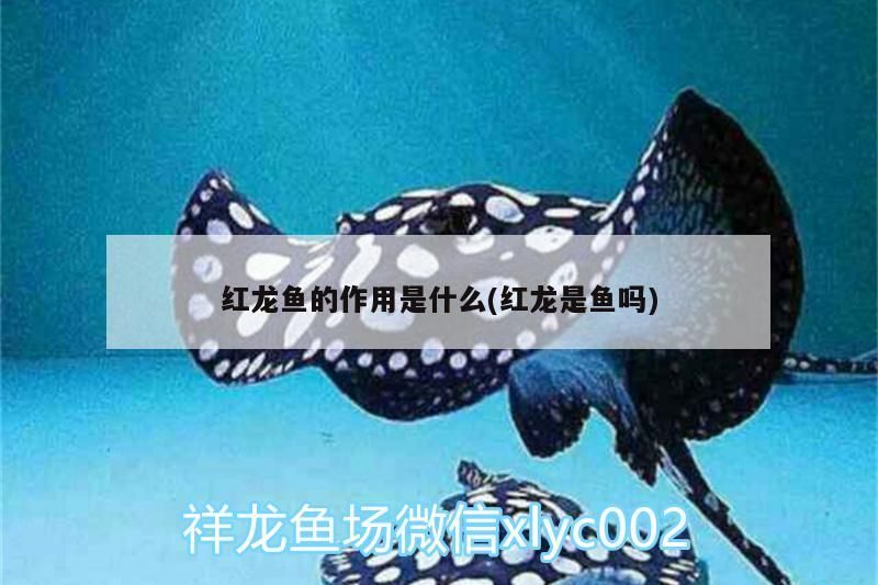 紅龍魚的作用是什么(紅龍是魚嗎)