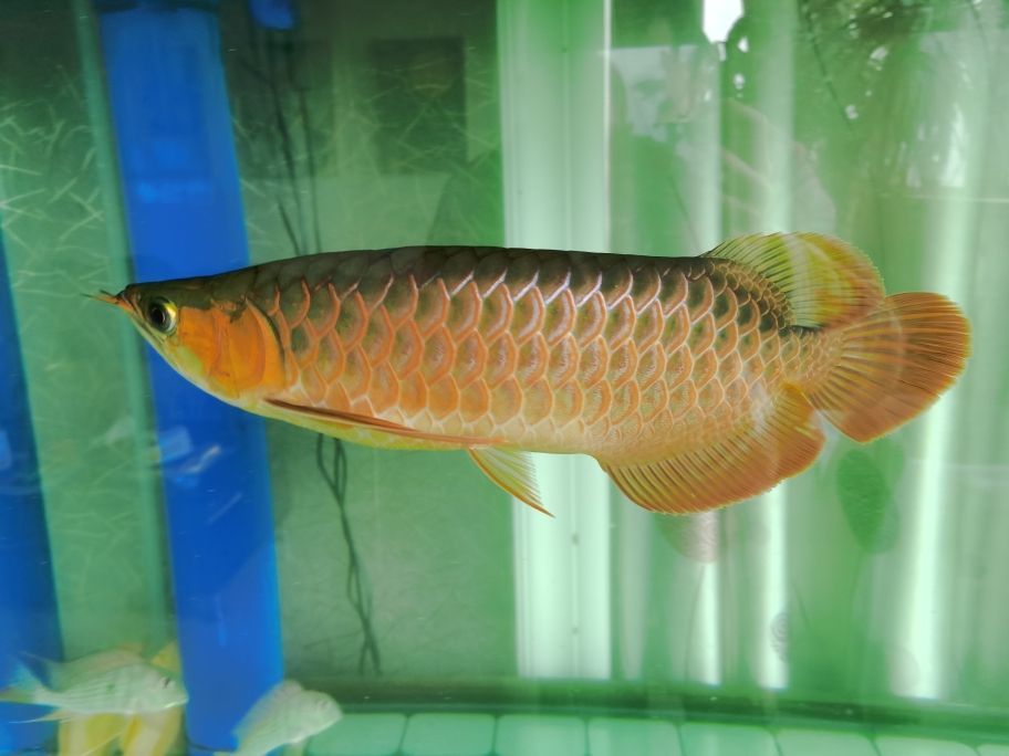 龍魚的級別及價格（ 龍魚的級別及價格表）