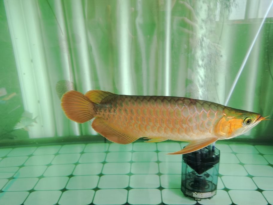 龍魚的級別及價格（ 龍魚的級別及價格表）