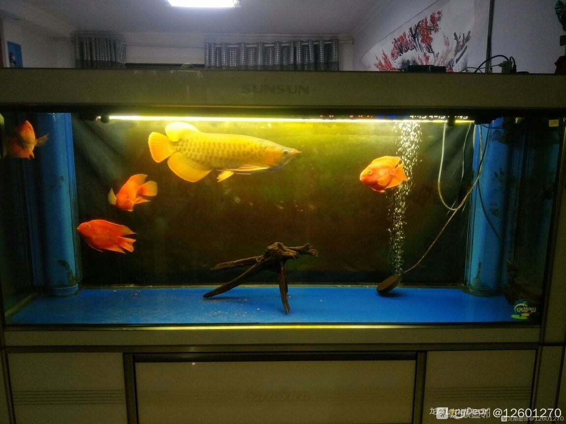 鸚鵡魚飼養的一些個人經驗