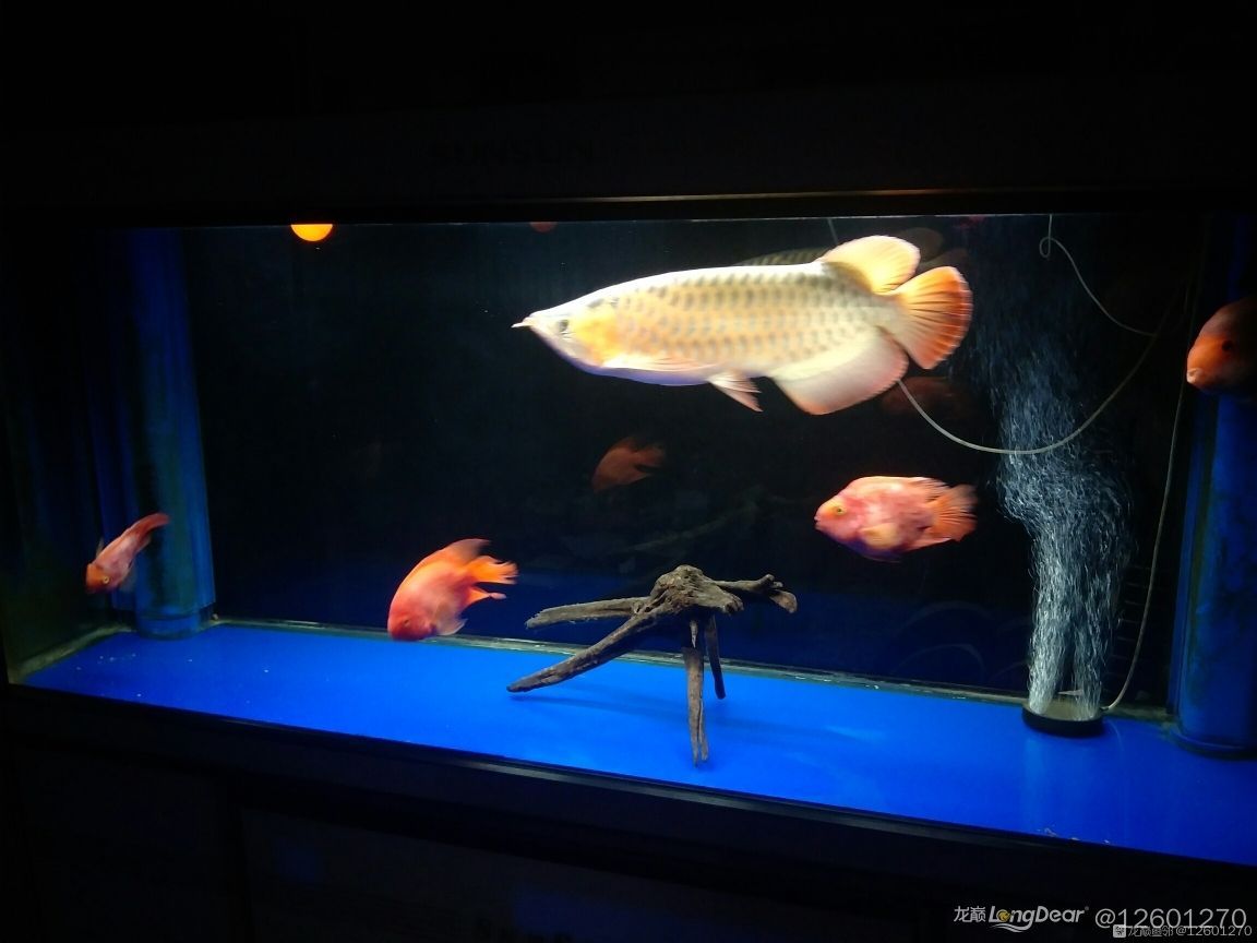 鸚鵡魚飼養的一些個人經驗