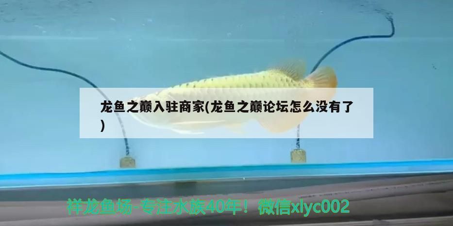 龍魚之巔入駐商家(龍魚之巔論壇怎么沒有了)